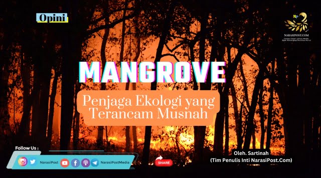 Mangrove