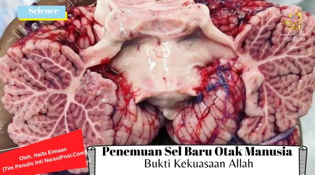 Sel Baru otak manusia