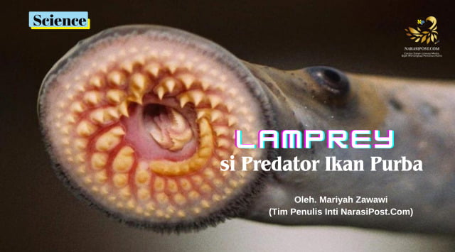 Lamprey