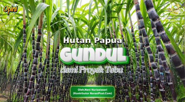 Hutan Papua Gundul demi Proyek Tebu