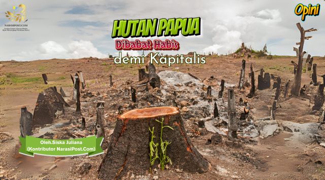 Hutan Papua dibabat habis demi Kapitalis